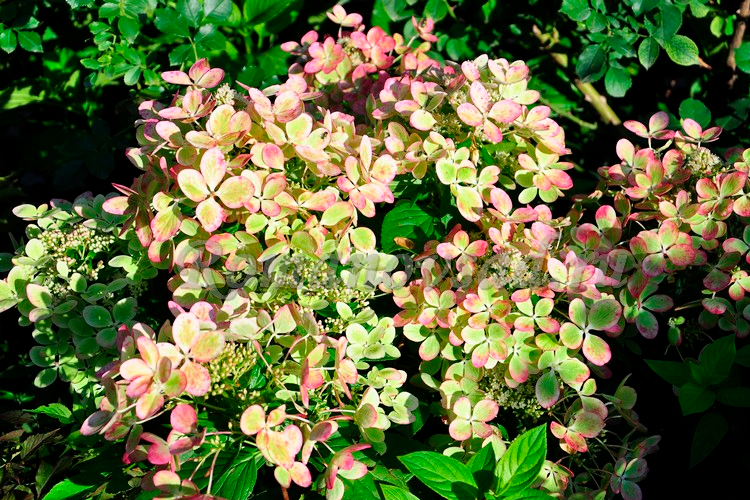 Hortensie 'Pastelgreen' - Hydrangea Paniculata Pastelgreen®