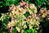 Hortensie 'Pastelgreen' - Hydrangea Paniculata Pastelgreen®