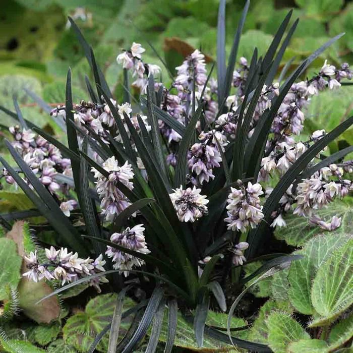 Barba Șarpelui - Ophiopogon Planiscapus 'Niger'