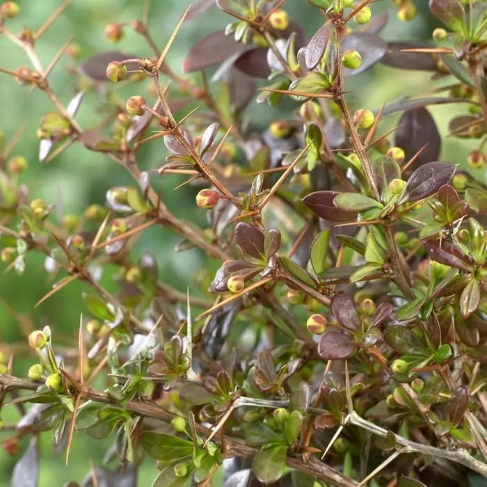 Drăcilă cu frunziș persistent - Berberis thunbergii Park Jewel