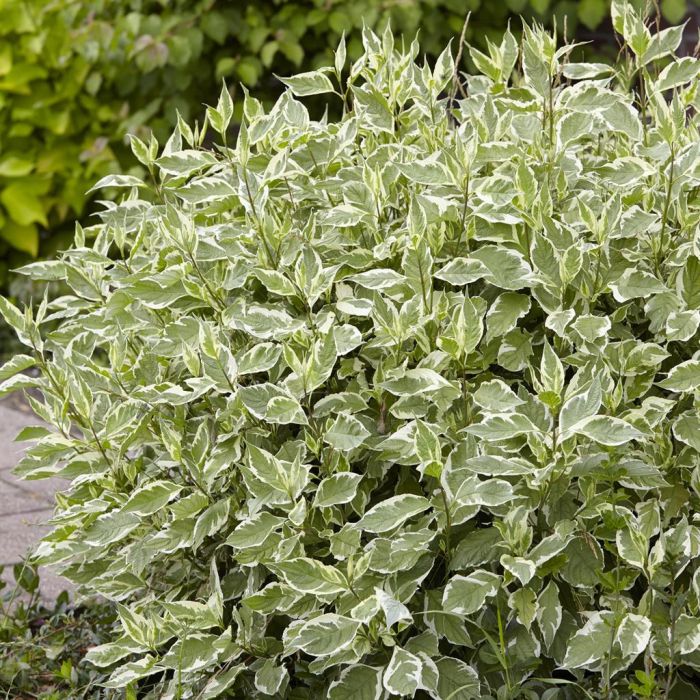 Corn Variegat - Cornus Alba 'Elegantissima'