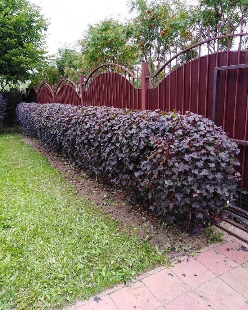 Fizocarp Diabolo - Physocarpus opolifolius Diabolo - DocaPerene