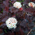 Fizocarp Diabolo - Physocarpus opolifolius Diabolo - DocaPerene
