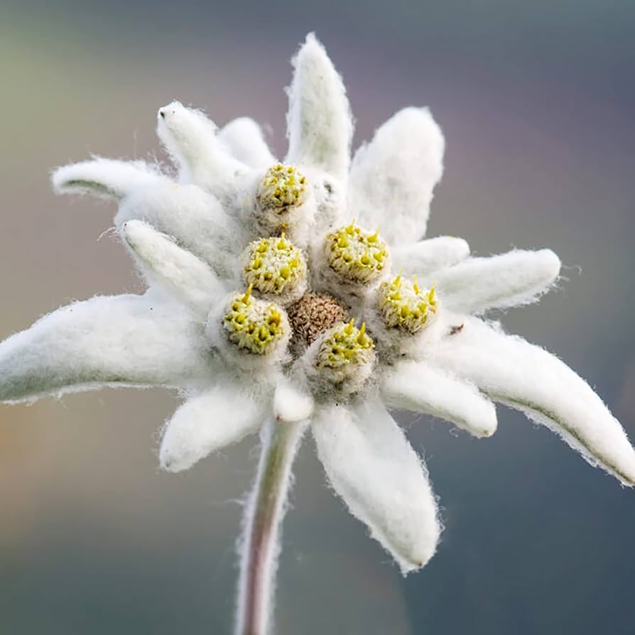 Floare de colț - Leontopodium alpinum - DocaPerene