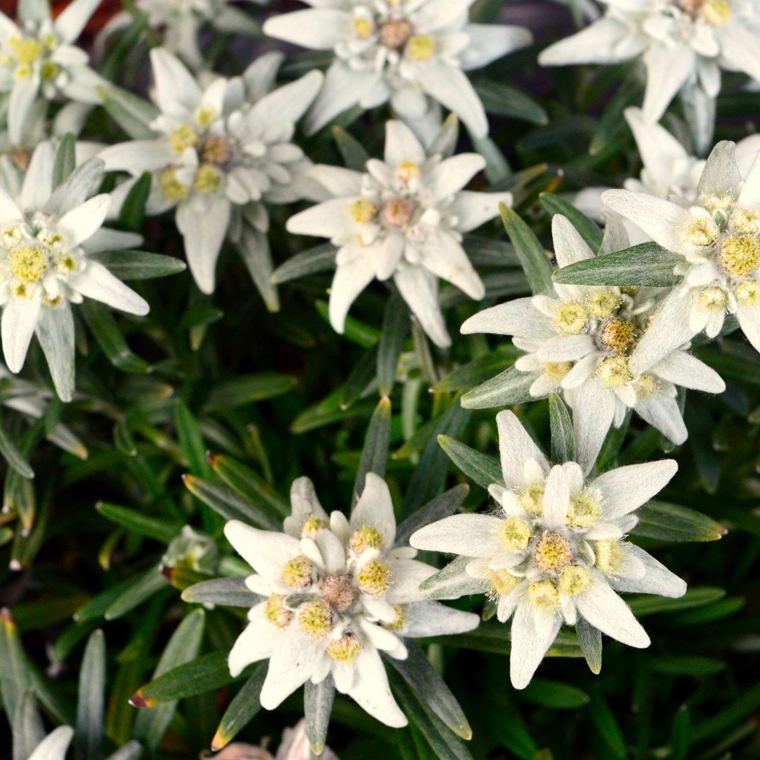 Floare de colț - Leontopodium alpinum - DocaPerene