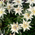 Floare de colț - Leontopodium alpinum - DocaPerene