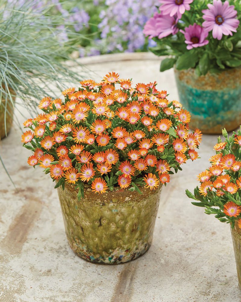 Floare de Cristal - Delosperma Cooperi Ice Cream Orange - DocaPerene