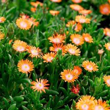 Floare de Cristal - Delosperma Cooperi Ice Cream Orange - DocaPerene