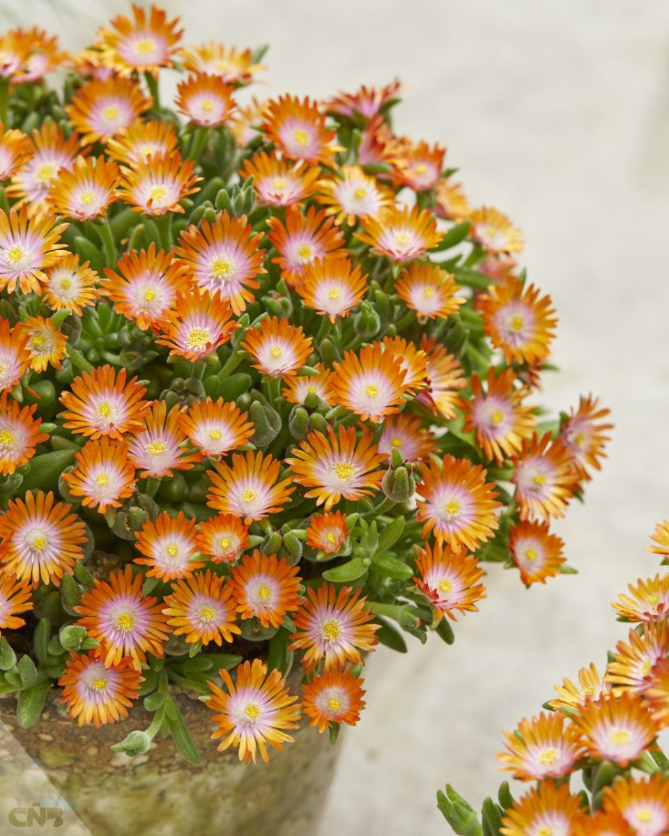 Floare de Cristal - Delosperma Cooperi Ice Cream Orange - DocaPerene