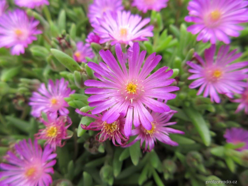 Floare de Cristal - Delosperma Cooperi Ice Cream Purple - DocaPerene