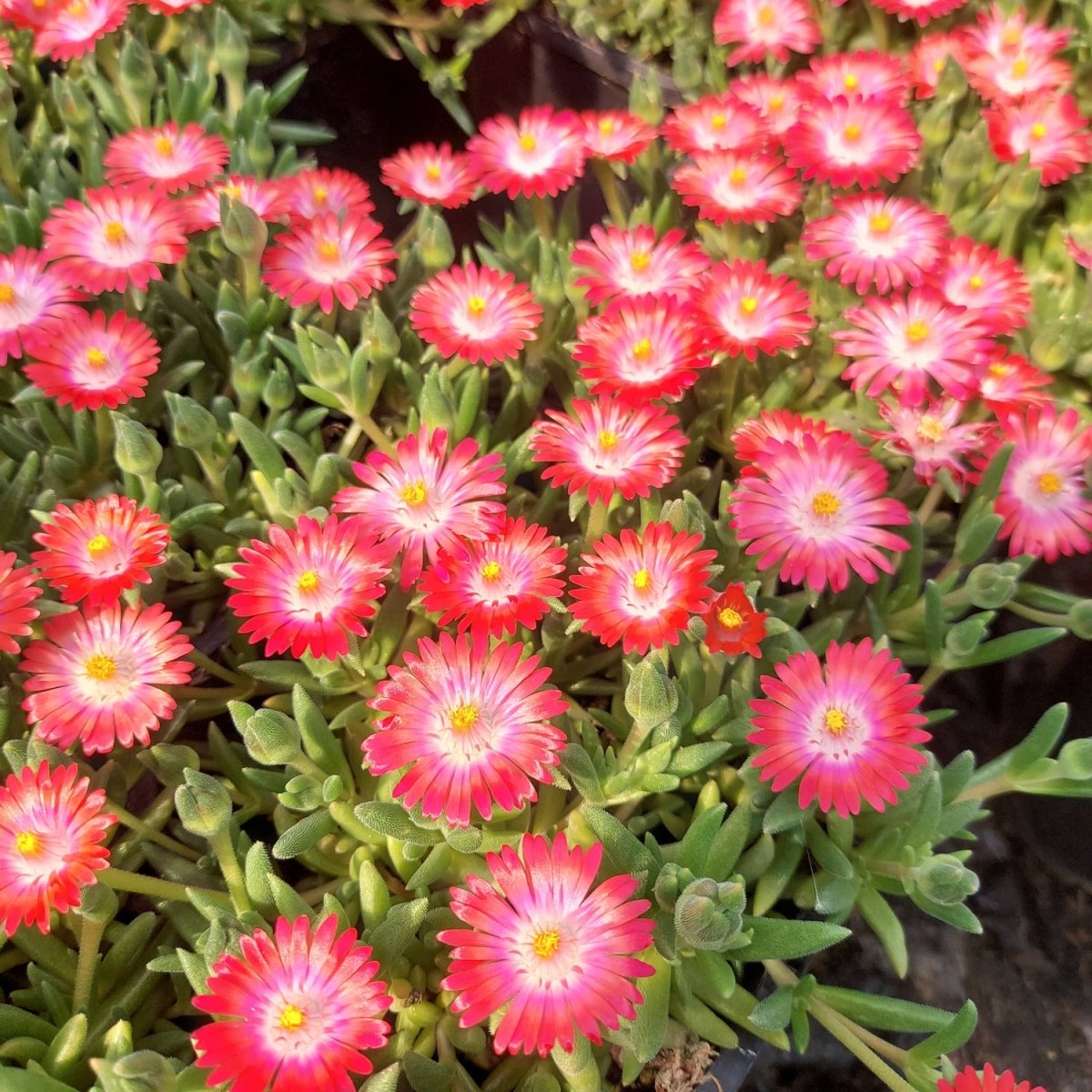 Floare de Cristal - Delosperma Cooperi Ice Cream Salmon - DocaPerene