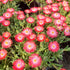 Floare de Cristal - Delosperma Cooperi Ice Cream Salmon - DocaPerene