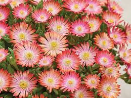 Floare de Cristal - Delosperma Cooperi Ice Cream Salmon - DocaPerene