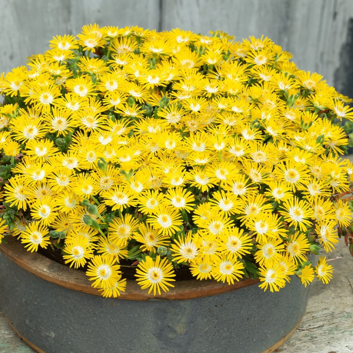 Floare de Cristal - Delosperma Cooperi Ice Cream Yellow - DocaPerene