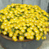 Floare de Cristal - Delosperma Cooperi Ice Cream Yellow - DocaPerene