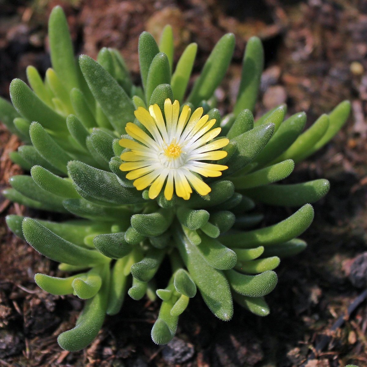 Floare de Cristal - Delosperma Cooperi Ice Cream Yellow - DocaPerene