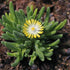 Floare de Cristal - Delosperma Cooperi Ice Cream Yellow - DocaPerene