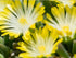 Floare de Cristal - Delosperma Cooperi Ice Cream Yellow - DocaPerene