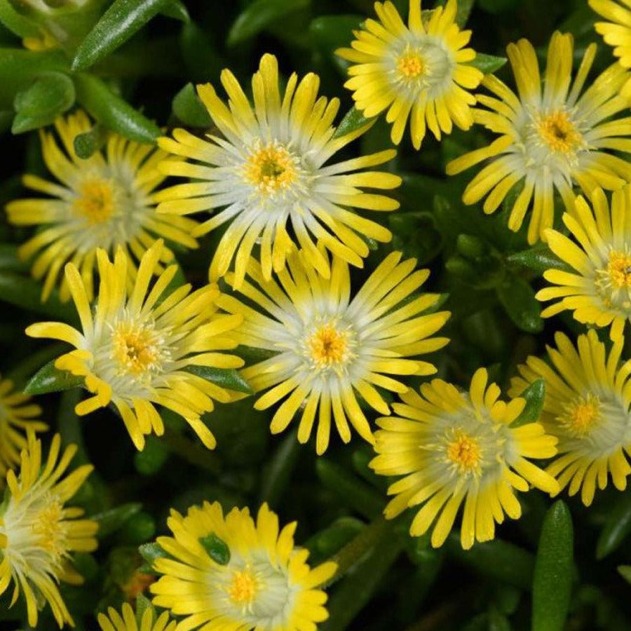 Floare de Cristal - Delosperma Cooperi Ice Cream Yellow - DocaPerene