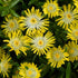 Floare de Cristal - Delosperma Cooperi Ice Cream Yellow - DocaPerene