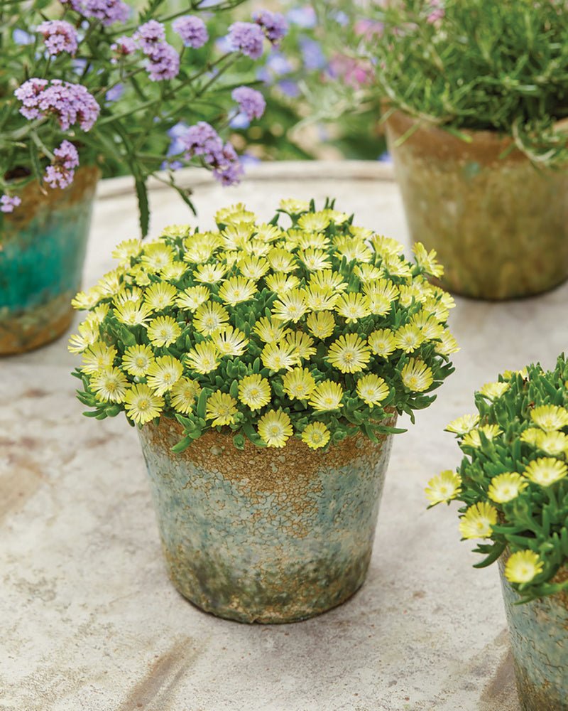 Floare de Cristal - Delosperma Cooperi Ice Cream Yellow - DocaPerene