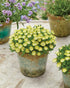 Floare de Cristal - Delosperma Cooperi Ice Cream Yellow - DocaPerene