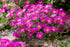 Floare de Cristal - Delosperma Cooperi Ocean Sunset Violet - DocaPerene