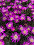 Floare de Cristal - Delosperma Cooperi Ocean Sunset Violet - DocaPerene