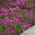 Floare de Cristal - Delosperma Cooperi Ocean Sunset Violet - DocaPerene
