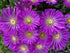 Floare de Cristal - Delosperma Cooperi Ocean Sunset Violet - DocaPerene