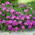 Floare de Cristal - Delosperma Cooperi Ocean Sunset Violet - DocaPerene