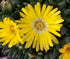 Floare de Cristal Galbenă - Delosperma Congestum Yellow - DocaPerene
