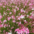 Floarea albinei - Gaura lindheimeri Geyser pink - DocaPerene