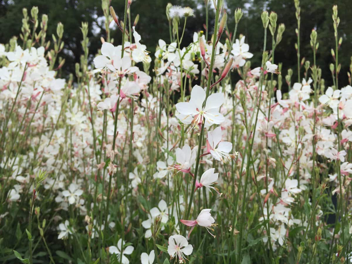 Floarea albinei - Gaura lindheimeri Geyser White - DocaPerene