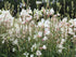 Floarea albinei - Gaura lindheimeri Geyser White - DocaPerene