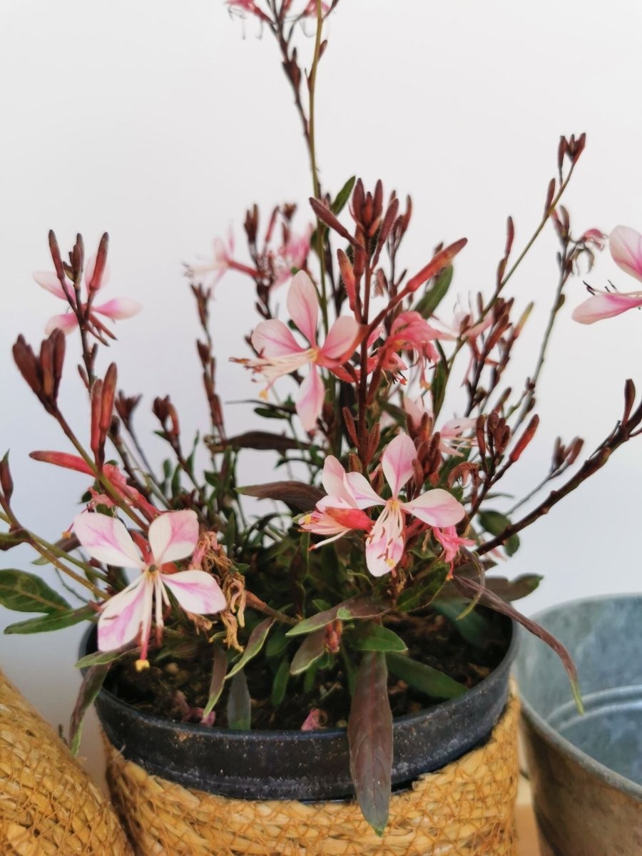 Floarea albinei - Gaura lindheimeri 'Siskiyou Pink - DocaPerene
