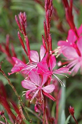 Floarea albinei - Gaura lindheimeri 'Siskiyou Pink - DocaPerene