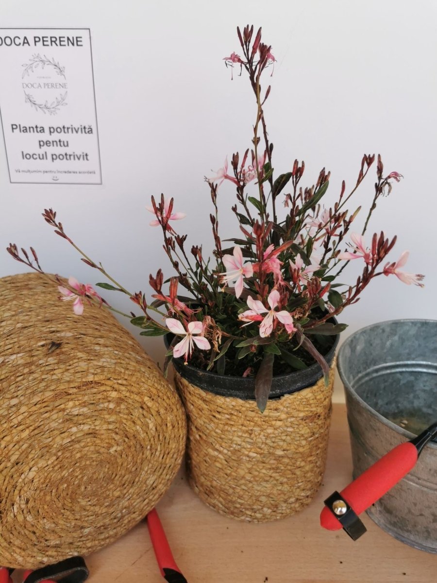 Floarea albinei - Gaura lindheimeri 'Siskiyou Pink - DocaPerene