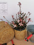 Floarea albinei - Gaura lindheimeri 'Siskiyou Pink - DocaPerene