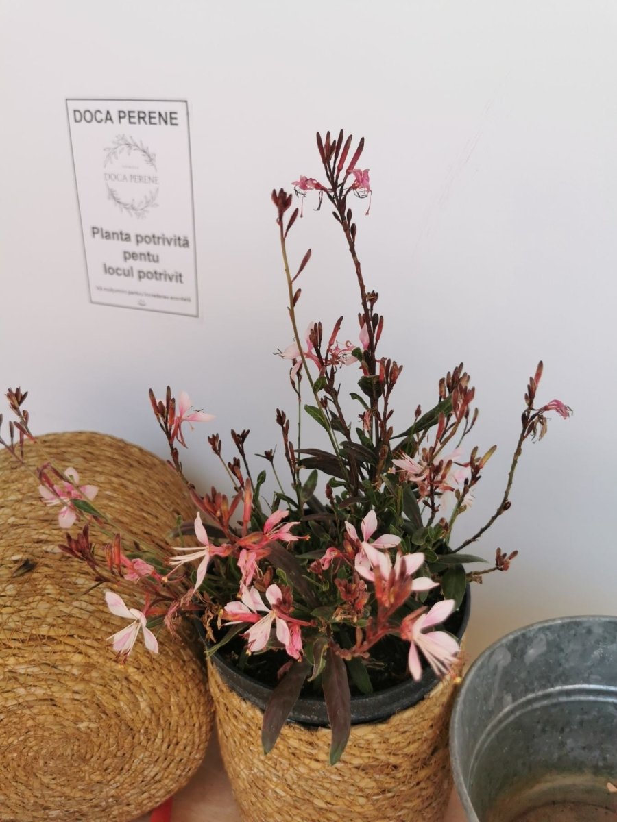 Floarea albinei - Gaura lindheimeri 'Siskiyou Pink - DocaPerene