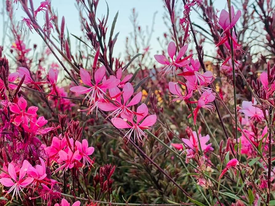 Floarea albinei - Gaura lindheimeri 'Siskiyou Pink - DocaPerene