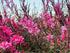 Floarea albinei - Gaura lindheimeri 'Siskiyou Pink - DocaPerene
