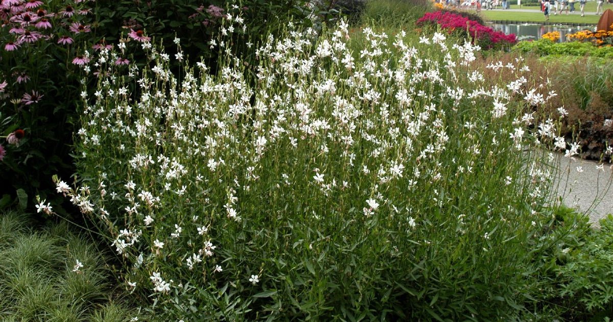 Floarea albinei - Gaura lindheimeri 'Whirling Butterfly' - DocaPerene