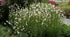 Floarea albinei - Gaura lindheimeri 'Whirling Butterfly' - DocaPerene