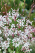 Floarea albinei - Gaura lindheimeri 'Whirling Butterfly' - DocaPerene