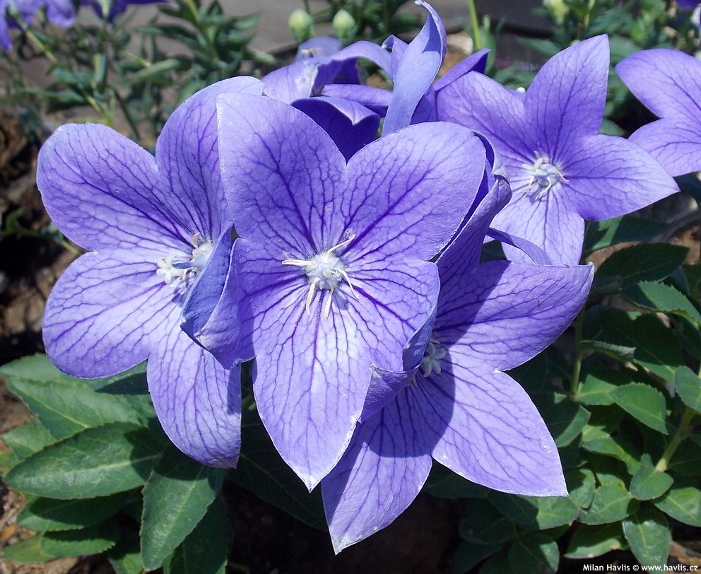Floarea balon – Platycodon grandiflorus Astra Blue - DocaPerene
