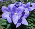 Floarea balon – Platycodon grandiflorus Astra Blue - DocaPerene