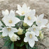 Floarea balon – Platycodon grandiflorus Astra White - DocaPerene