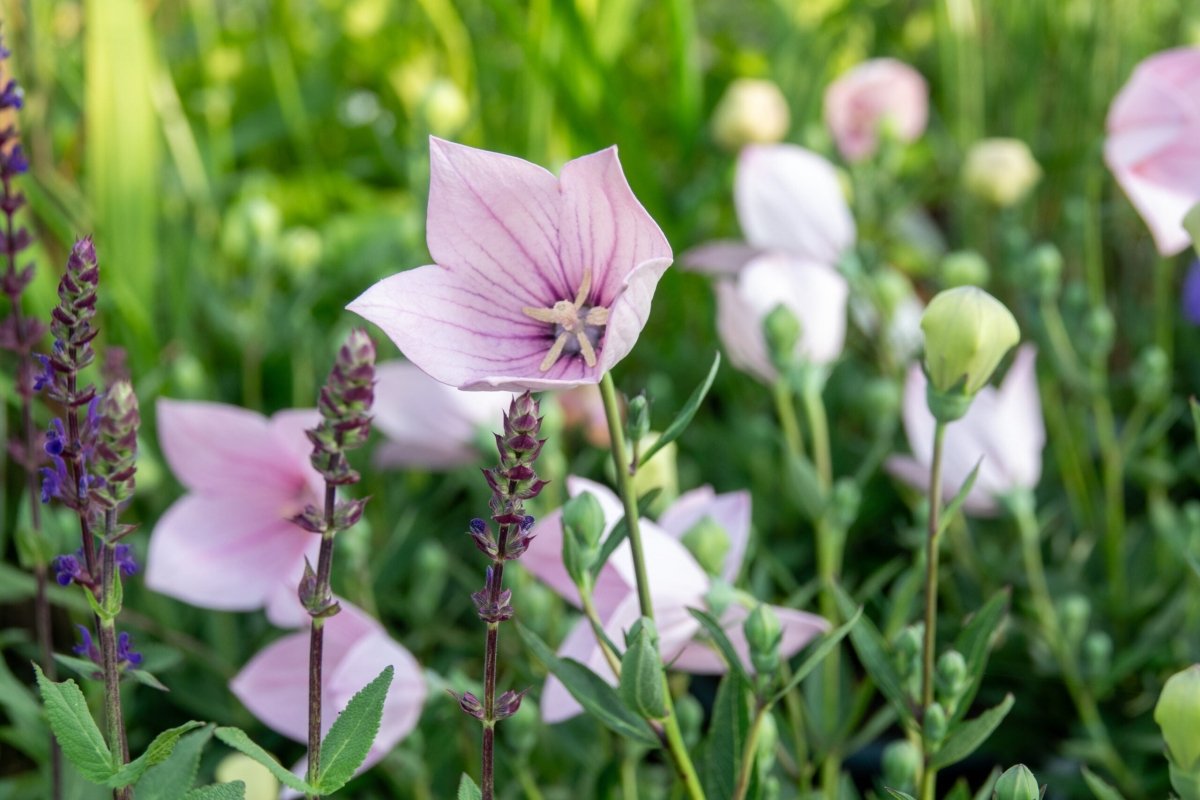 Floarea balon - Platycodon grandiflorus Fuji Pink - DocaPerene