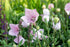 Floarea balon - Platycodon grandiflorus Fuji Pink - DocaPerene